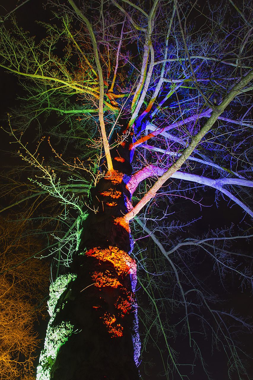 Farbig beleuchteter Baum