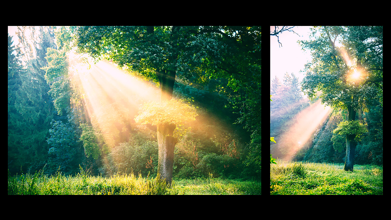 Sonnenstrahlen durch Bäume, 2 Bilder
